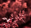 Beautiful red leaves on a rose bush in the garden. Selective focus Royalty Free Stock Photo