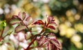 Beautiful red leaves on a rose bush in the garden. Selective focus Royalty Free Stock Photo