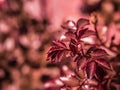 Beautiful red leaves on a rose bush in the garden. Selective focus Royalty Free Stock Photo