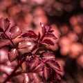 Beautiful red leaves on a rose bush in the garden. Selective focus Royalty Free Stock Photo