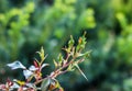 Beautiful red leaves on a rose bush in the garden. Selective focus Royalty Free Stock Photo