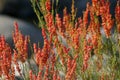 Beautiful red liitle flowers