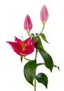 Beautiful red Lily (Lilium, Liliaceae) with buds isolated on white background, including clipping path