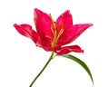 Beautiful red Lily (Lilium, Liliaceae) isolated on white background, including clipping path