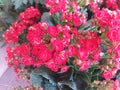 Red flowers bouquet