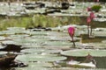 Beautiful red Lotus in natural water pond Royalty Free Stock Photo