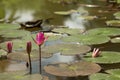 Beautiful red Lotus in natural water pool Royalty Free Stock Photo