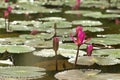 Beautiful red Lotus in natural water pool Royalty Free Stock Photo