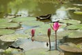 Beautiful red Lotus in natural water pool Royalty Free Stock Photo