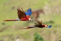 A beautiful red macaw in flight with wings up Royalty Free Stock Photo