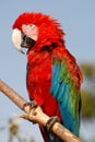 Beautiful red macaw sitting on a branch Royalty Free Stock Photo