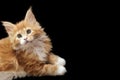 Beautiful red Maine Coon kitten, isolated on black background. Space for text, copy-space Royalty Free Stock Photo