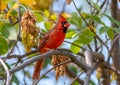 A beautiful red male Northern Cardinal facing right amidst vibrant green foliage in a Nebraska town park Royalty Free Stock Photo