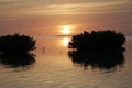 Red Mangroves at sunset in the Florida Keys Royalty Free Stock Photo