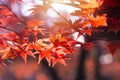 Beautiful red maple leaf autumn season travel landmark destination in Kyoto Japan november Royalty Free Stock Photo