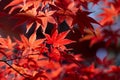 Beautiful red maple leaf autumn season travel landmark destination in Kyoto Japan november Royalty Free Stock Photo