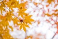 Beautiful red maple leaf autumn season travel landmark destination in Kyoto Japan november Royalty Free Stock Photo