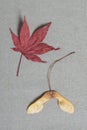 Beautiful red maple leaf and helicopter seed
