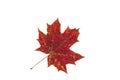Beautiful red maple leaf isolated Royalty Free Stock Photo