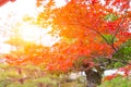 Beautiful Red Maple Leaf in Japan Autumn Royalty Free Stock Photo