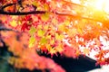 Beautiful Red Maple Leaf in Japan Autumn Royalty Free Stock Photo