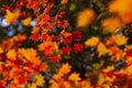 red maple leaves in autumn against colorful background, bokeh effect Royalty Free Stock Photo