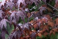 Beautiful red maple leaves in autumn rain. Close up of rain drops on red leaf Royalty Free Stock Photo