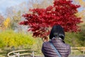A beautiful with red maple tree in autumn season. Royalty Free Stock Photo