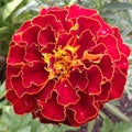 large red marigold flower, flower background Royalty Free Stock Photo