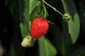 Beautiful red mature strawberry on a fresh branch in garden. Bright juicy ripe strawberries in the garden. 