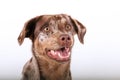 A beautiful red merle australian shepherd labrador mixed dog head portrait with psycho eyes Royalty Free Stock Photo