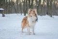 Beautiful red merle Sheltie with blue eyes standing in the forest Royalty Free Stock Photo