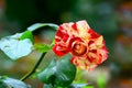 Beautiful red meteor rose flower