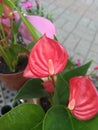 A beautiful red mini anthurium flower Royalty Free Stock Photo