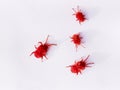 RED MITE Royalty Free Stock Photo