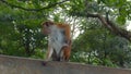 Beautiful red monkeys in tropical park. Action. Wild monkeys on hiking trails in jungle. Beautiful playful monkeys in