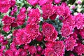 Beautiful red mums Royalty Free Stock Photo