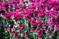 Beautiful red mums Royalty Free Stock Photo