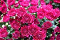 Beautiful red mums Royalty Free Stock Photo