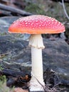 Beautiful red mushroom. Royalty Free Stock Photo