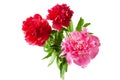 Beautiful red nad pink peony bunch isolated on white background Royalty Free Stock Photo