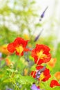 Beautiful red nasturtium Royalty Free Stock Photo