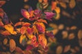 Red and orange autumn leaves of the bush in close-up on a warm day in the garden Royalty Free Stock Photo