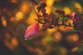 Red and orange autumn leaves of the bush in close-up on a warm day in the garden Royalty Free Stock Photo