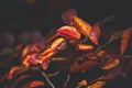 Red and orange autumn leaves of the bush in close-up on a warm day in the garden Royalty Free Stock Photo