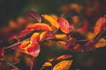 Red and orange autumn leaves of the bush in close-up on a warm day in the garden Royalty Free Stock Photo