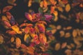 Red and orange autumn leaves of the bush in close-up on a warm day in the garden Royalty Free Stock Photo