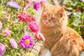 Beautiful orange cat kitty portrait in flowers, garden Royalty Free Stock Photo