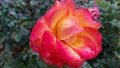 Beautiful rose closeup. Rose petals with water drops after rain. Beauty of nature.