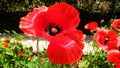 Beautiful Red opium or poppy or Papaver somniferum or afeem Royalty Free Stock Photo